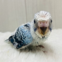 カッパちゃん🥒(•Ӫ•)🥒頭の梵天に注目です‼️セキセイインコのオパーリン✨