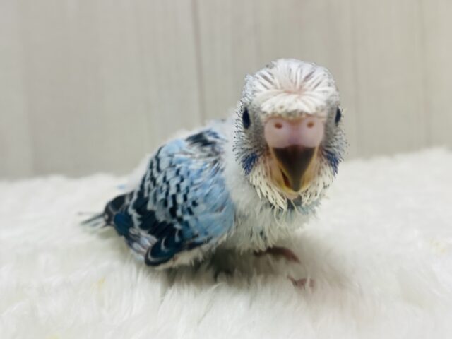 カッパちゃん🥒(•Ӫ•)🥒頭の梵天に注目です‼️セキセイインコのオパーリン✨