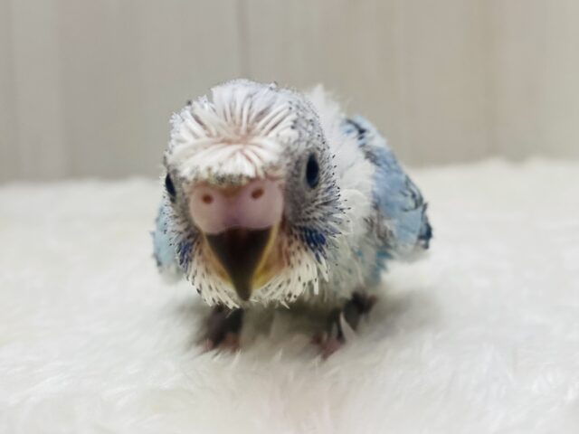 梵天セキセイインコ