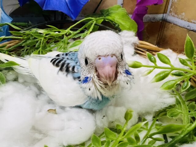 セキセイインコ