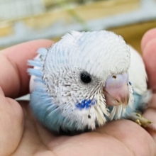天使の翼⁈🪽セキセイインコ（ブルーパイド）