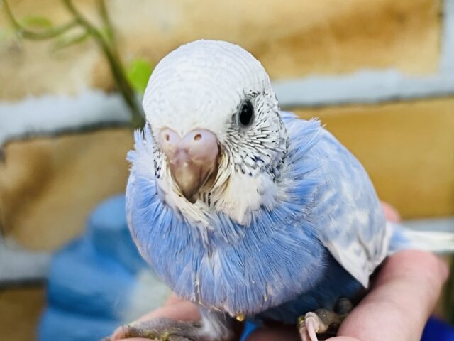 青空カラーが綺麗すぎる☁️✨セキセイインコ（ブルースパングル）