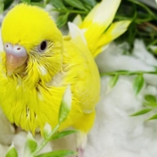 幸せを運んでくれるかな？💛キラキラルチノーセキセイインコ