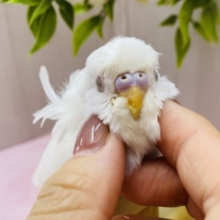 可愛すぎて天使の羽発見‼️カキカキ大好きなセキセイインコさん❤️