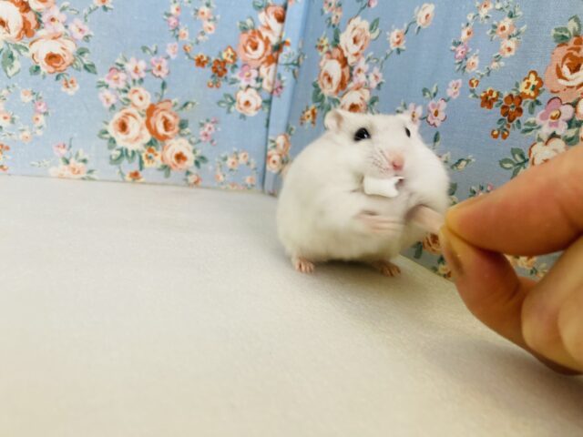 ドワーフハムスターの1種