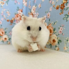 かわいいマシュマロちゃん❤︎*ˊᵕˋ パールホワイトハムちゃん､男のコ❤︎♂
