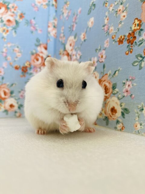 かわいいマシュマロちゃん❤︎*ˊᵕˋ パールホワイトハムちゃん､男のコ❤︎♂