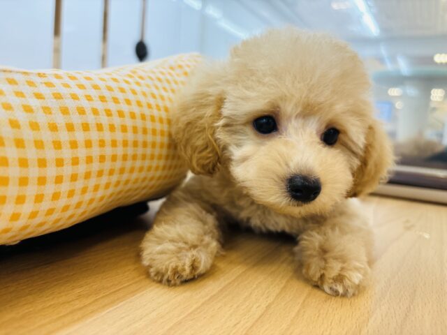 トイプードル