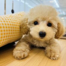 激かわ兄妹の参上〜！トイプードルちゃん！