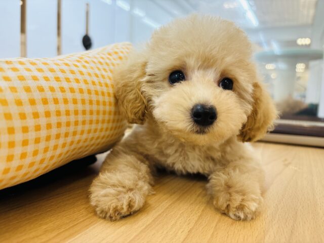 トイプードル