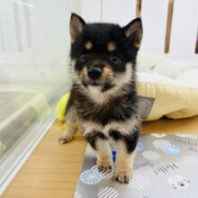 可愛さにくぎ付け♡♡ミックス犬くん(ポメラニアン×豆柴犬)
