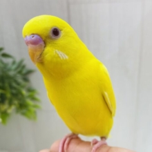 最新画像有り‼️ｷﾗｰﾝ✨輝く赤目ちゃん❤️セキセイインコのルチノー
