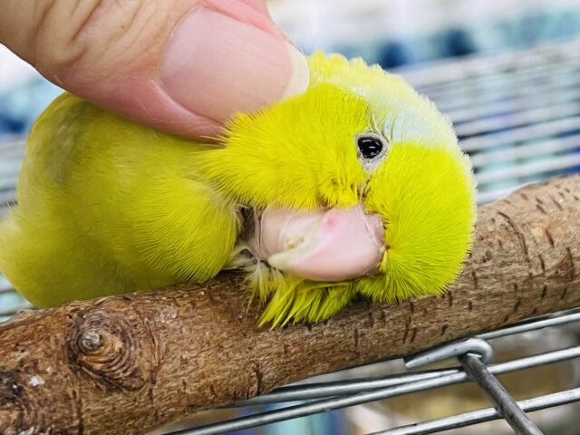 9/10更新☆かまちょな青サスペンダーのまめっち〜🎵男の子！