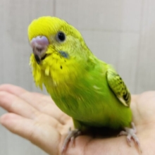 最新画像‼️セキセイインコと言えばのカラーです🌟グリーンとイエローのオパーリン💚