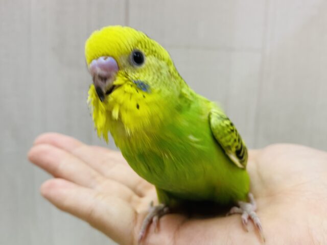最新画像‼️セキセイインコと言えばのカラーです🌟グリーンとイエローのオパーリン💚
