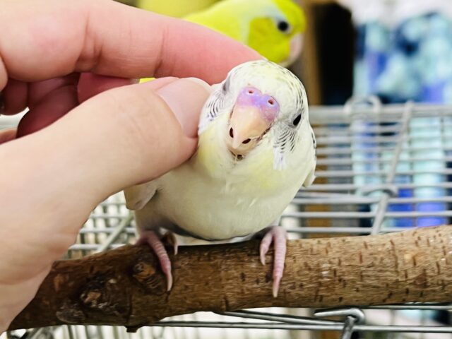 セキセイインコ