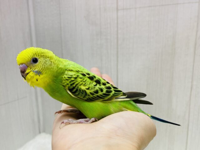 セキセイインコ