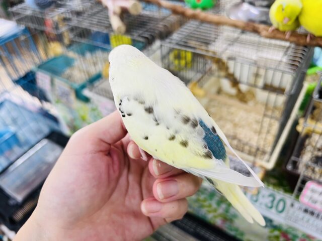 セキセイインコ