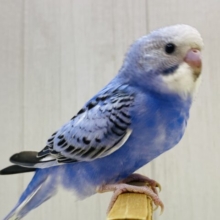 最新画像❗️嬉しくってルンルンルン♪元気いっぱいワタワタちゃんなセキセイインコのオパーリン💙