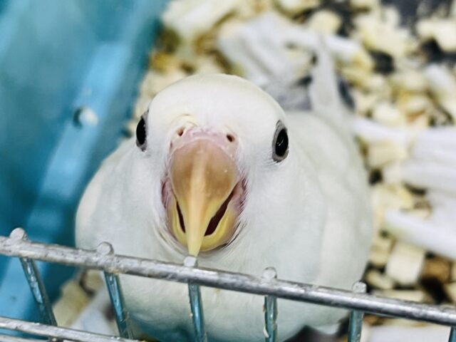 コザクラインコ（小桜インコ）