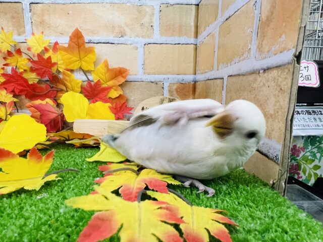コザクラインコ（小桜インコ）