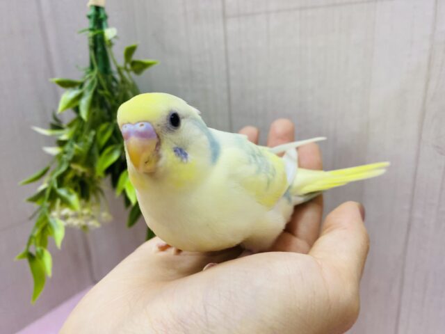 セキセイインコ