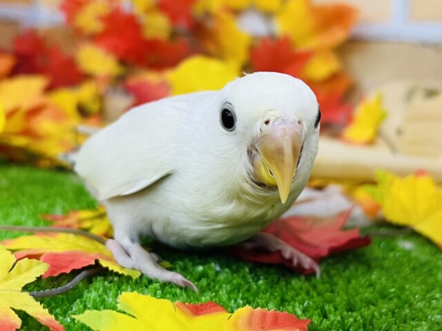 9/11更新☆極美小桜インコパリドバイオレットシナモン入荷です