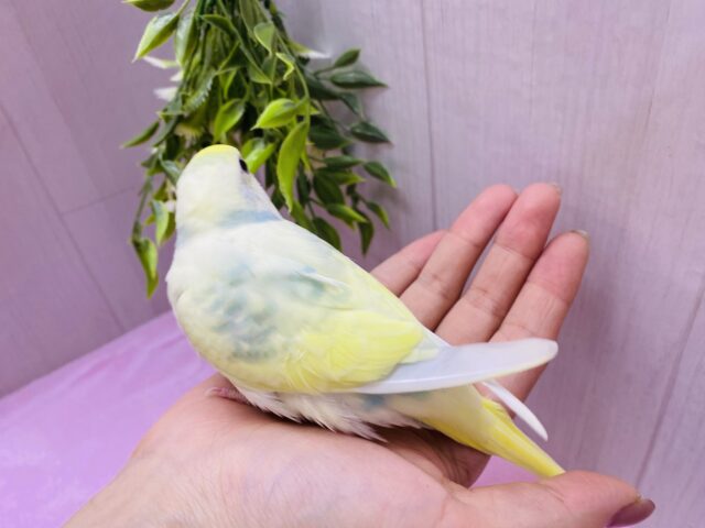 セキセイインコ