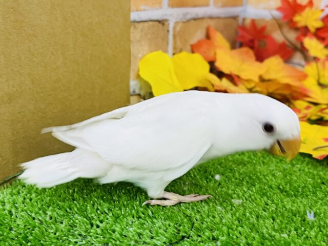 コザクラインコ（小桜インコ）