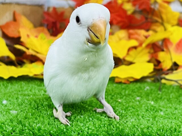 コザクラインコ（小桜インコ）