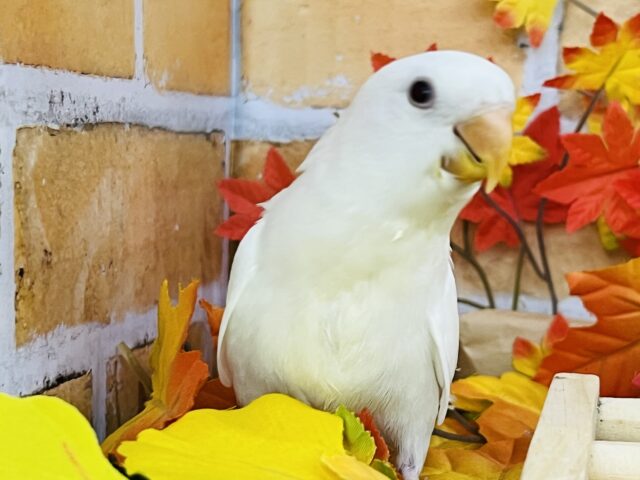 コザクラインコ（小桜インコ）