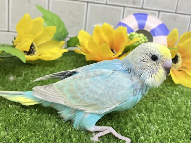 セキセイインコ