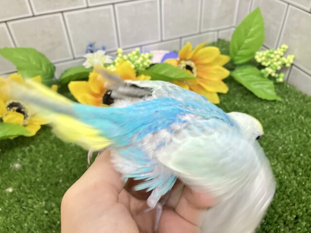 セキセイインコ