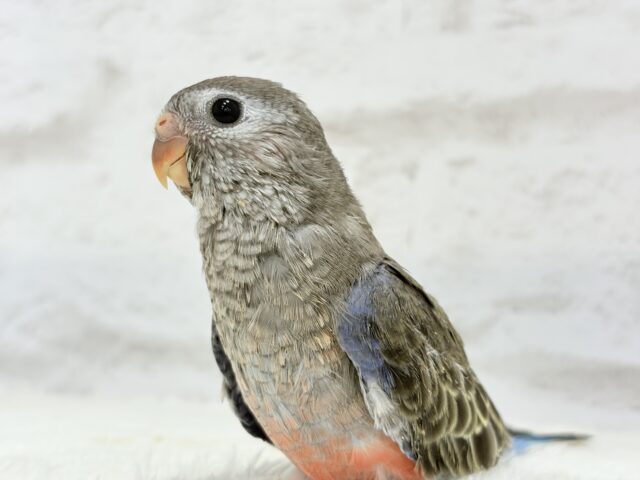 アキクサインコ（秋草インコ）