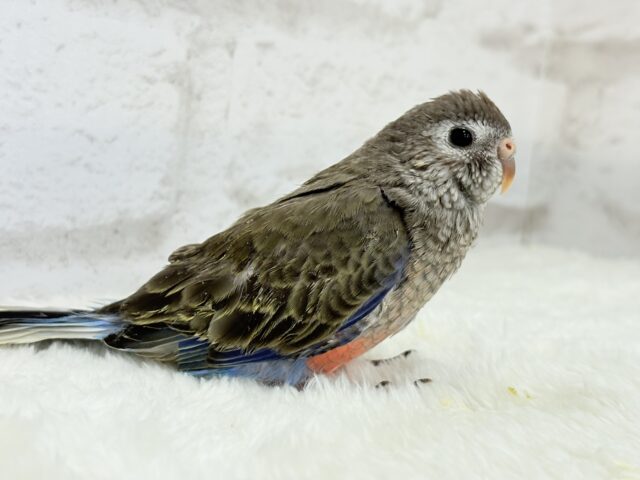 アキクサインコ（秋草インコ）