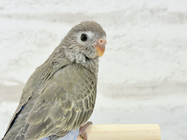 アキクサインコ（秋草インコ）