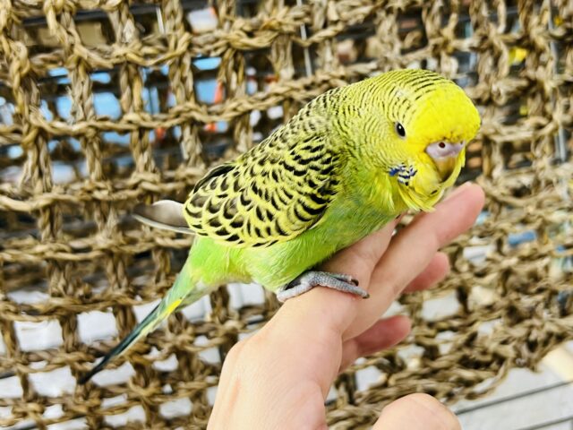 ジャンボセキセイインコ