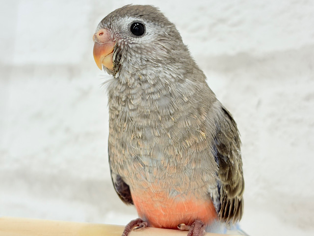 おめめきらきら💖ピンクの天使🧚アキクサインコ(ノーマル) ヒナ