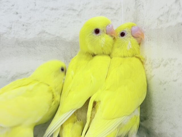セキセイインコ