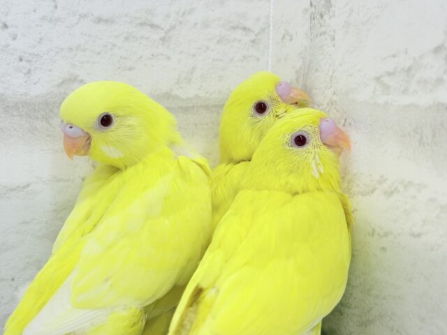 【あと1羽🐥】ケルベロス!??黄色い元気っ子🐣💛セキセイインコ(ルチノー) ヒナ セキセイインコ