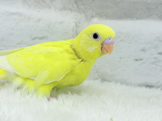 【あと1羽🐥】ケルベロス!??黄色い元気っ子🐣💛セキセイインコ(ルチノー) ヒナ セキセイインコ