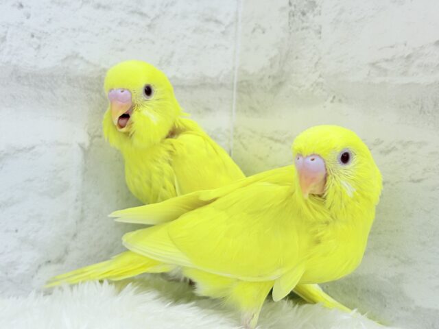 セキセイインコ