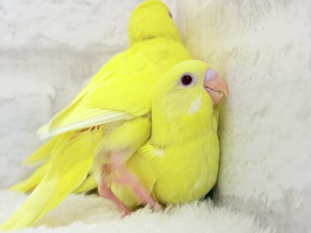 【あと1羽🐥】ケルベロス!??黄色い元気っ子🐣💛セキセイインコ(ルチノー) ヒナ セキセイインコ
