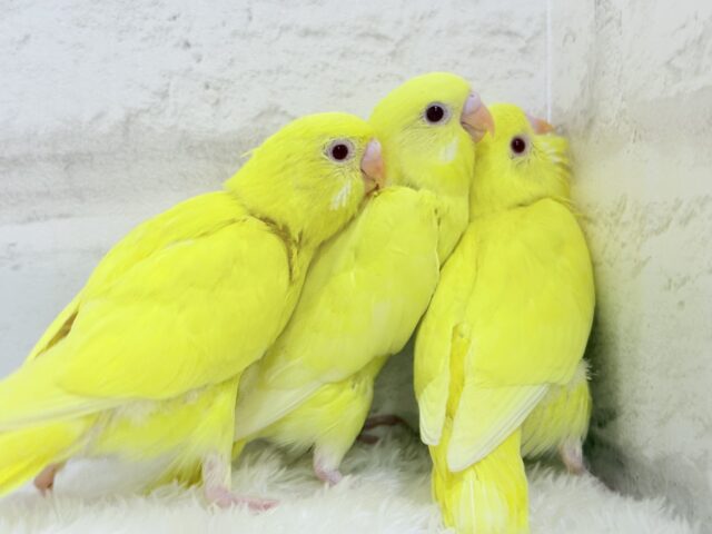 【あと1羽🐥】ケルベロス!??黄色い元気っ子🐣💛セキセイインコ(ルチノー) ヒナ セキセイインコ