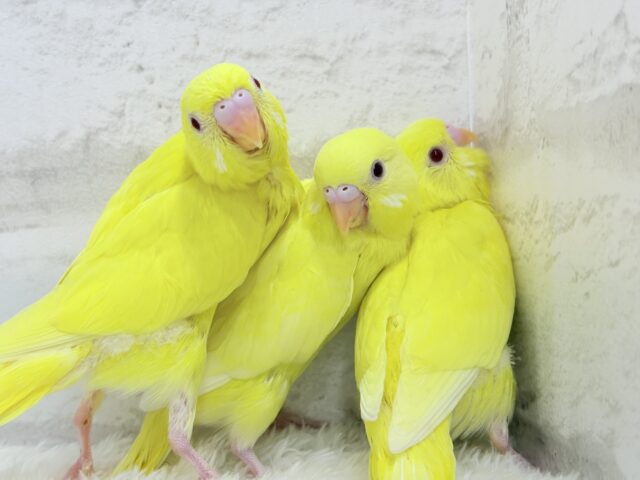 【あと1羽🐥】ケルベロス!??黄色い元気っ子🐣💛セキセイインコ(ルチノー) ヒナ セキセイインコ