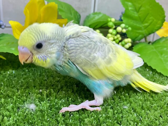 セキセイインコ