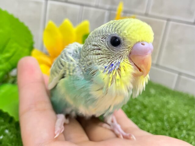 セキセイインコ