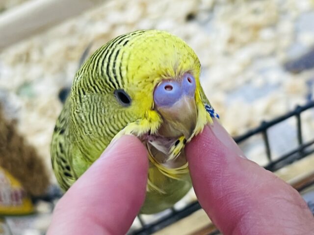 ジャンボセキセイインコ