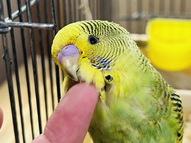 ジャンボセキセイインコ