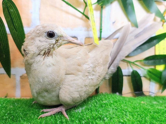 ジュズカケバト